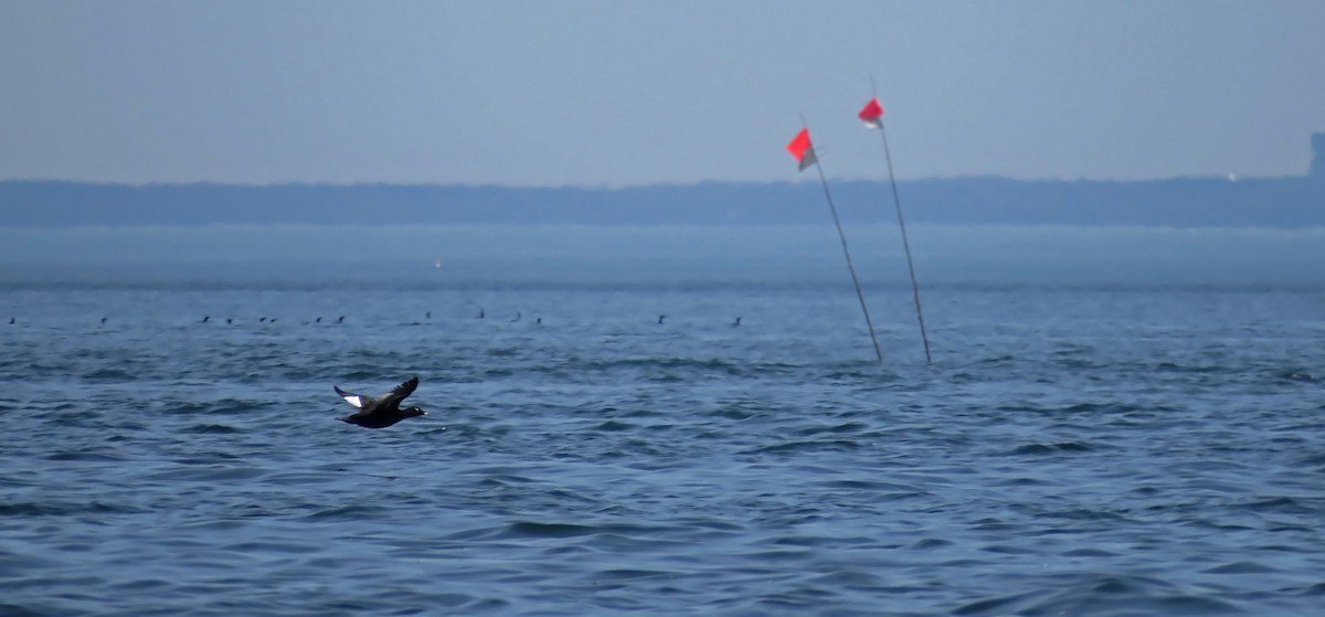 White-winged Scoter - ML27277971