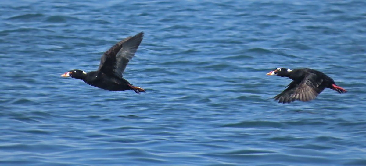 Surf Scoter - ML27277981