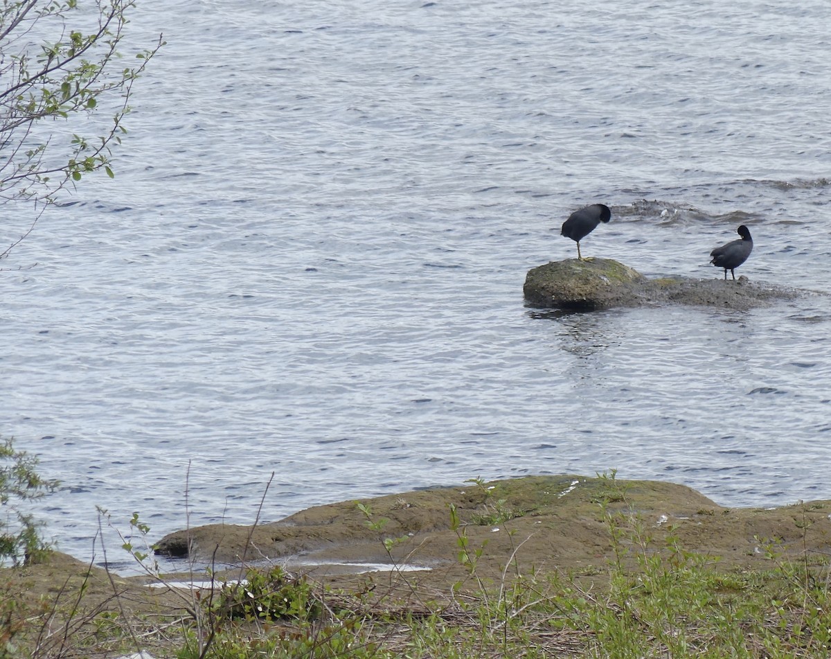 White-winged Coot - ML272779861