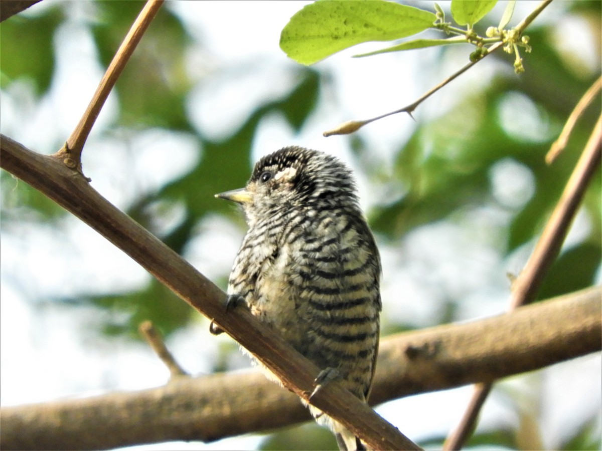 White-barred Piculet - ML272779871