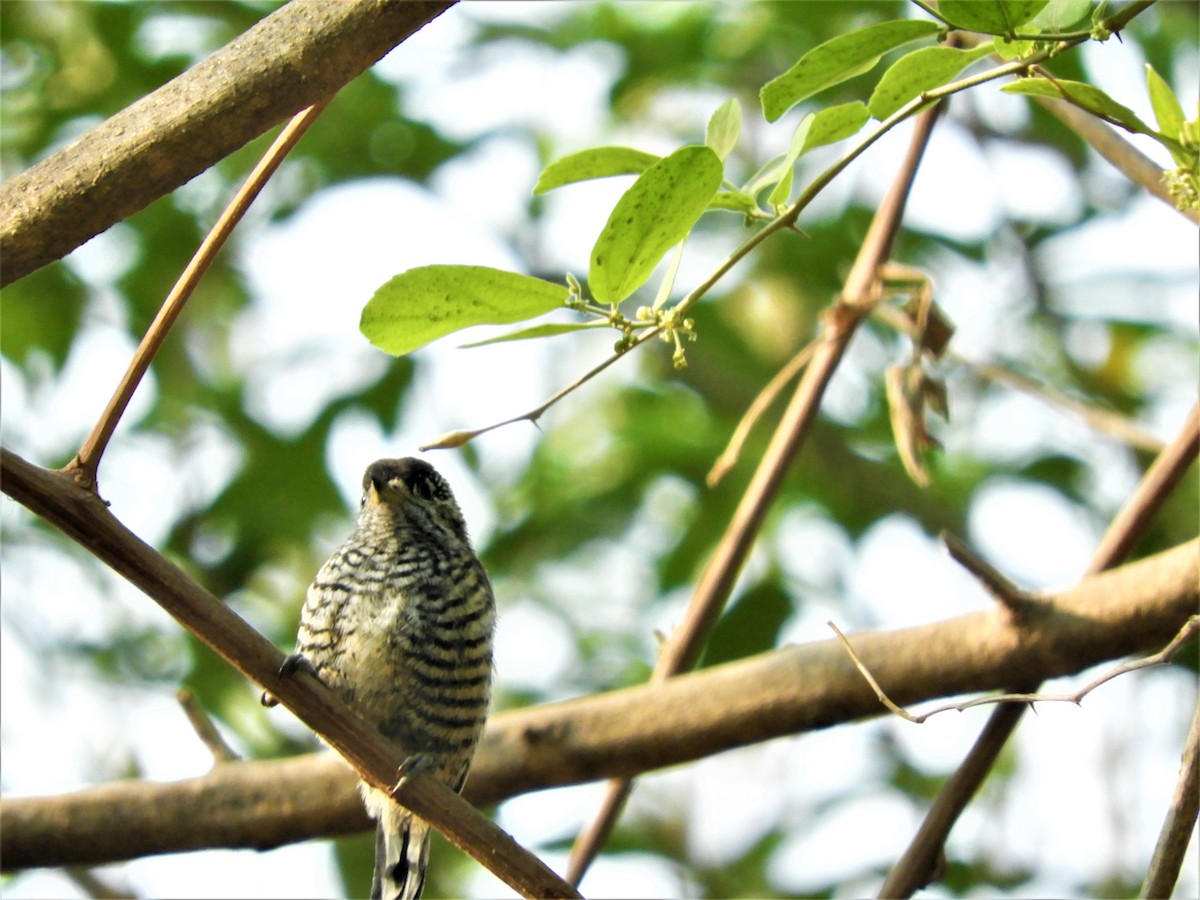 White-barred Piculet - ML272779931
