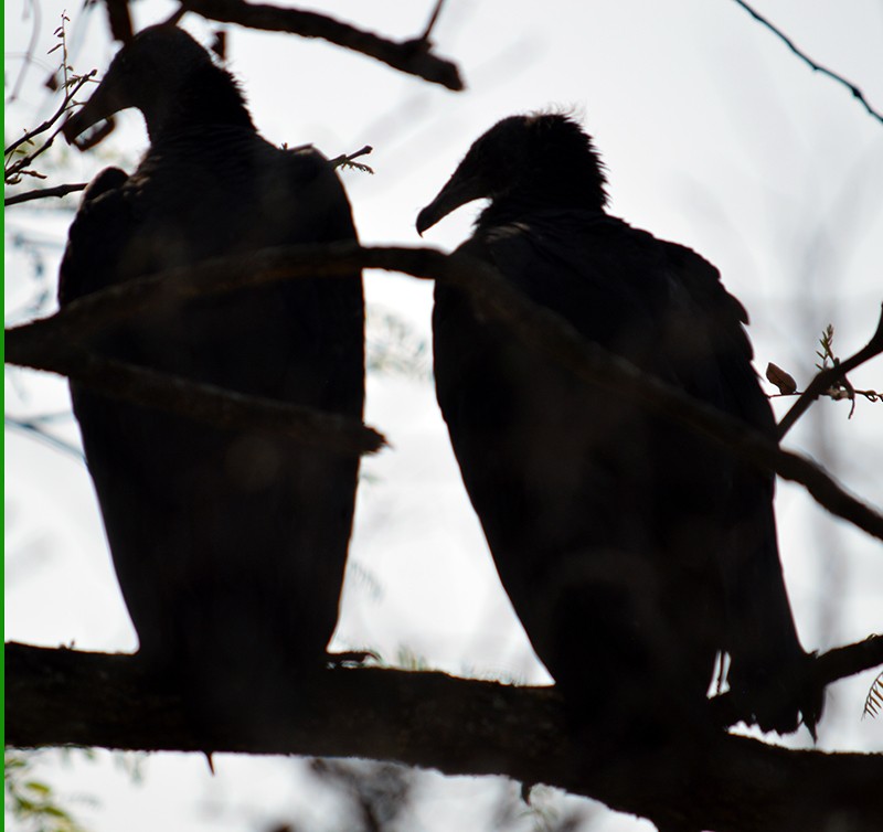 Black Vulture - ML272781941