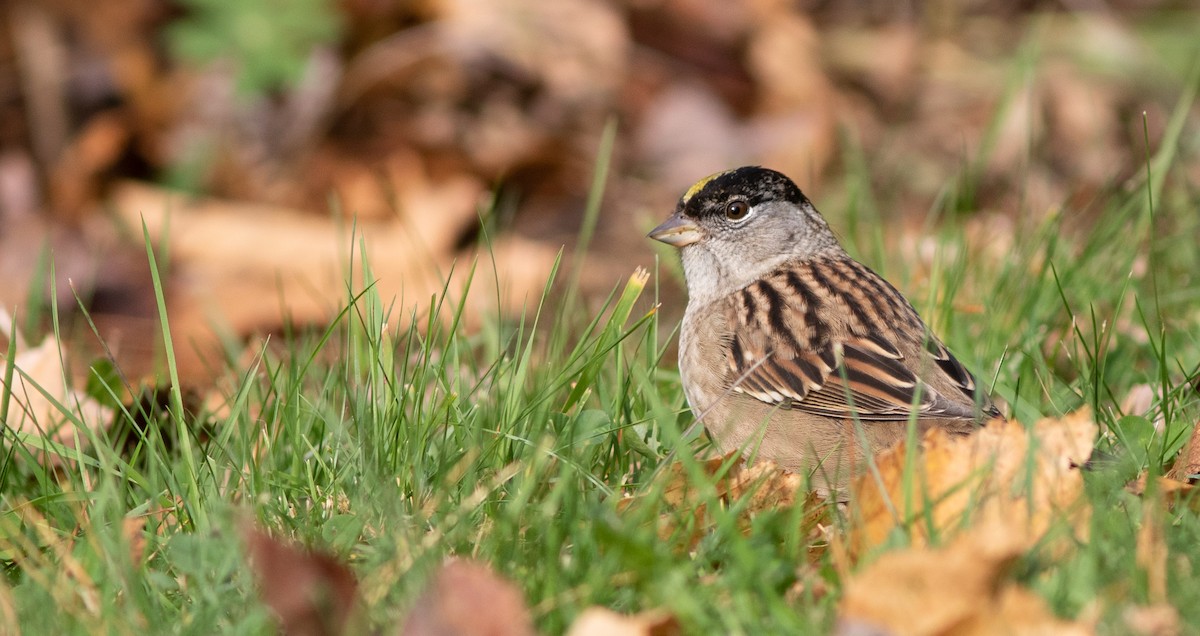 Golden-crowned Sparrow - Doug Hitchcox