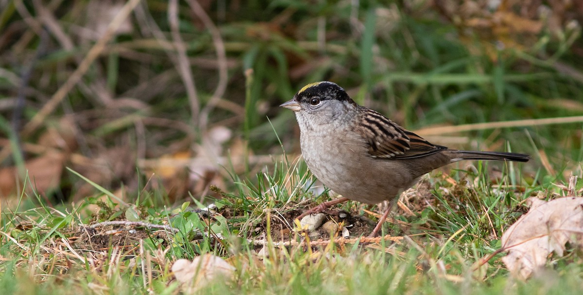 Golden-crowned Sparrow - Doug Hitchcox