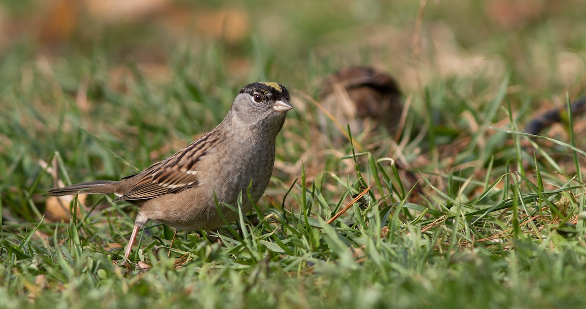 Golden-crowned Sparrow - Doug Hitchcox