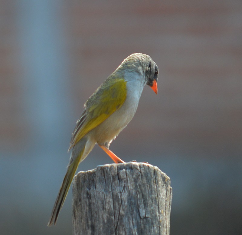 Great Pampa-Finch - ML272785581