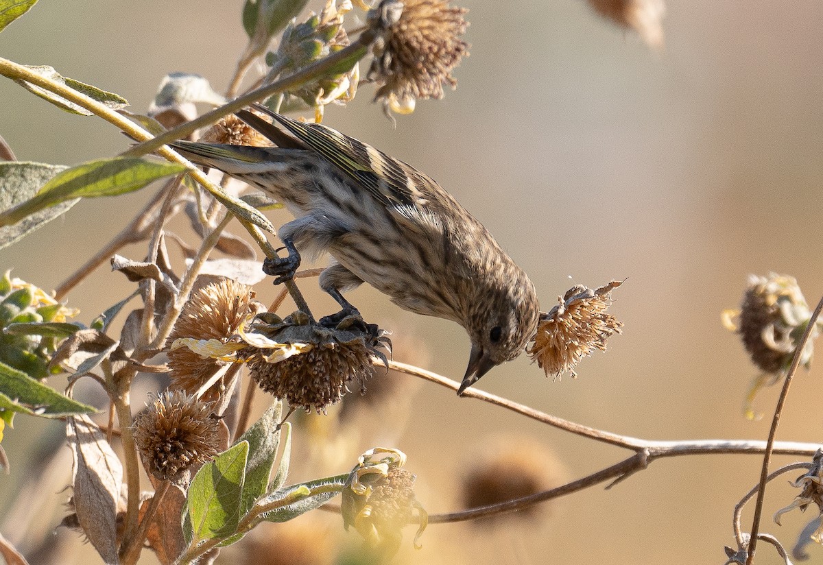 Pine Siskin - ML272786041