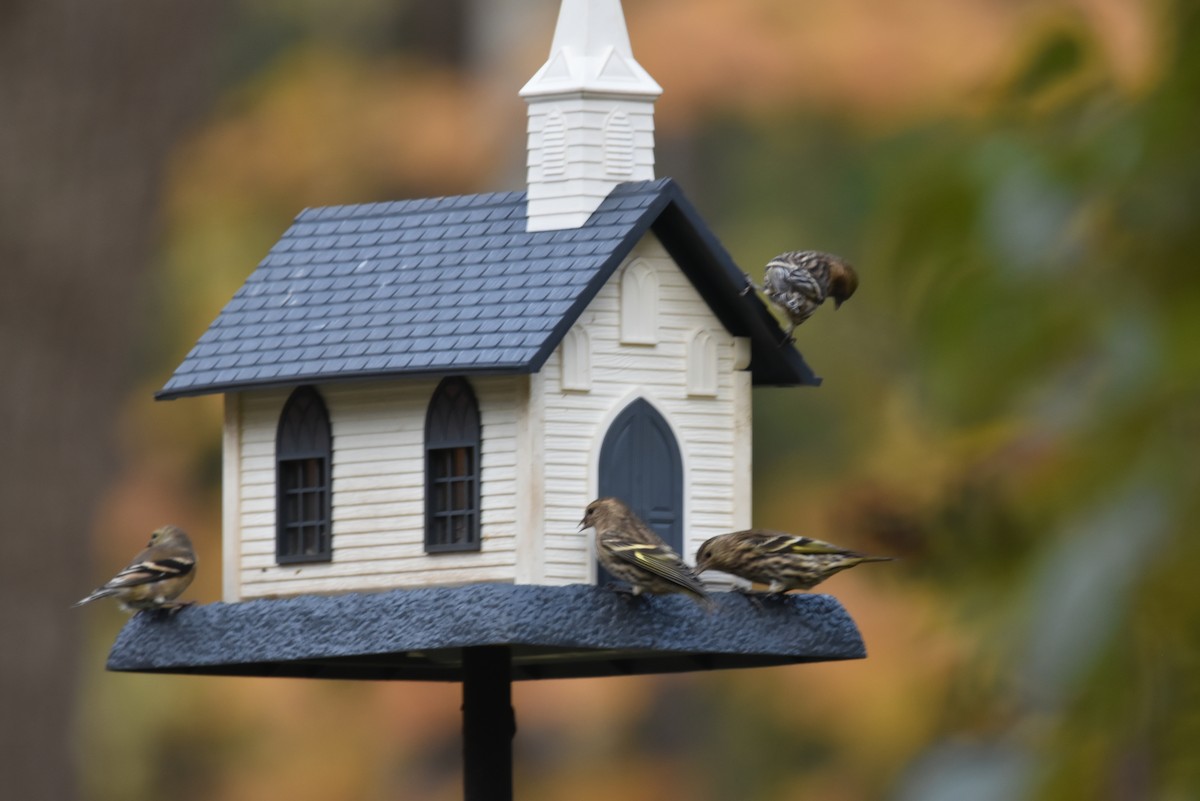 Pine Siskin - Debbie Crowley