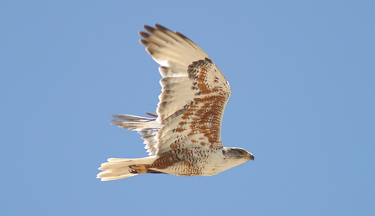 Ferruginous Hawk - Jerry Liguori