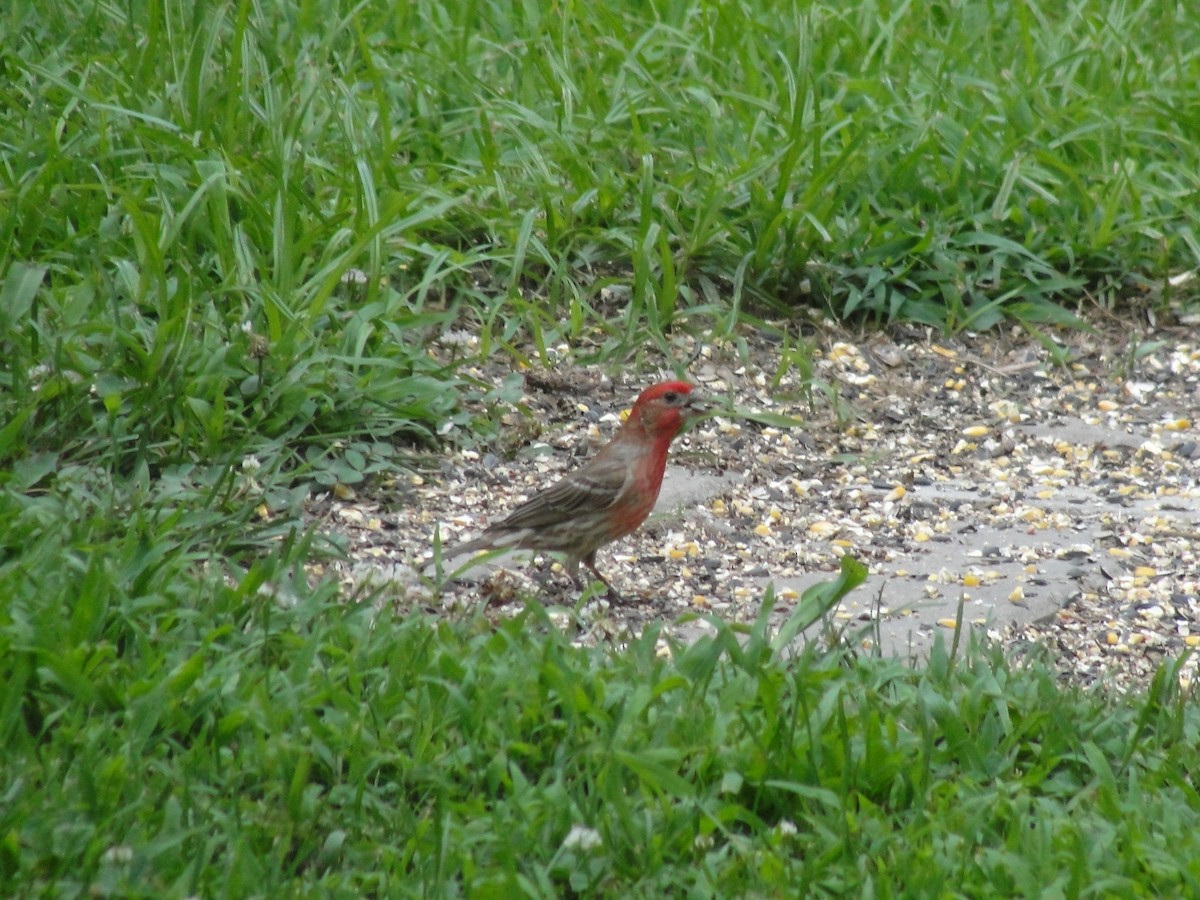 House Finch - ML272787981