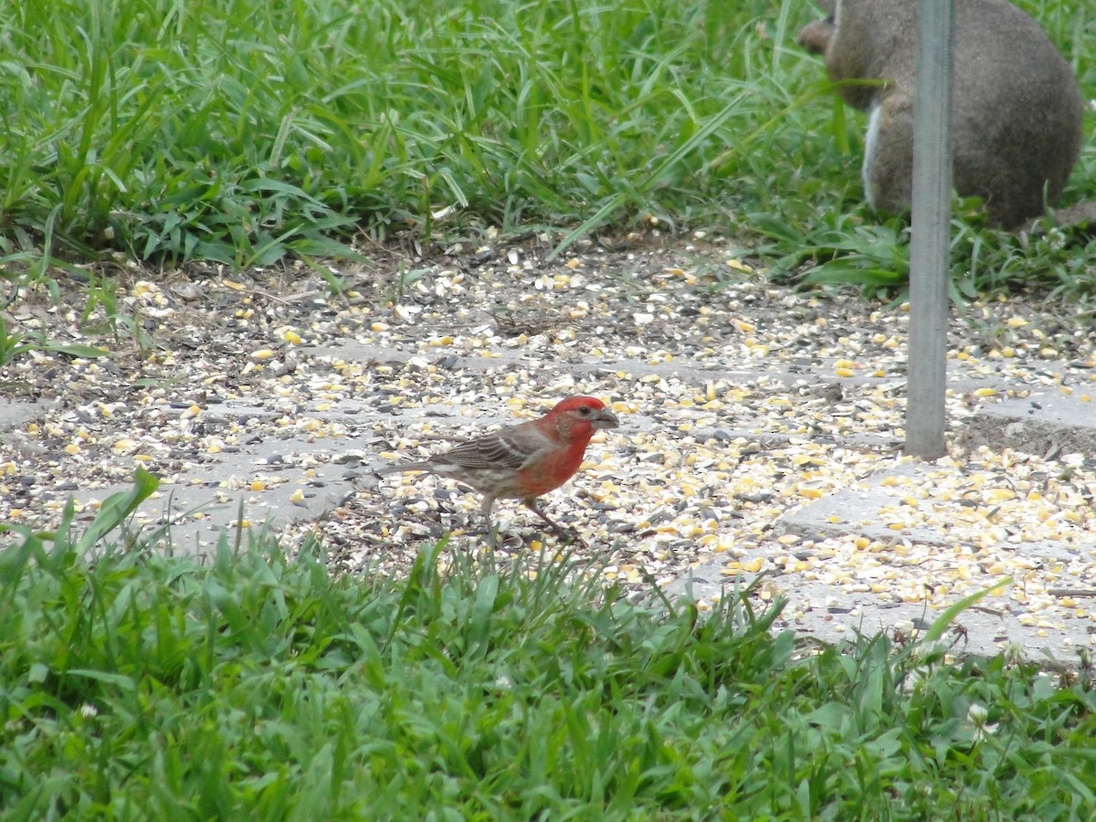 House Finch - ML272788061