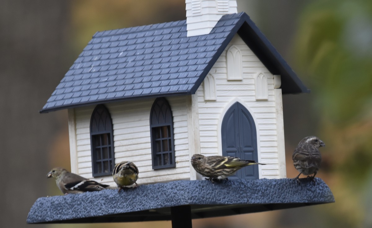 Pine Siskin - Debbie Crowley