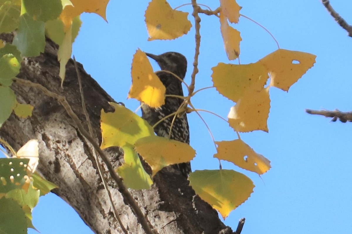 Yellow-bellied Sapsucker - ML272789641