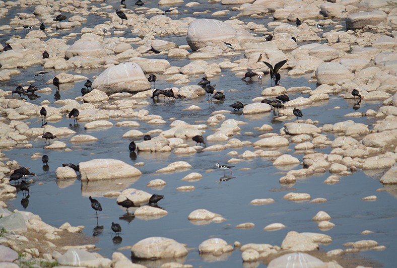 White-faced Ibis - ML272791071