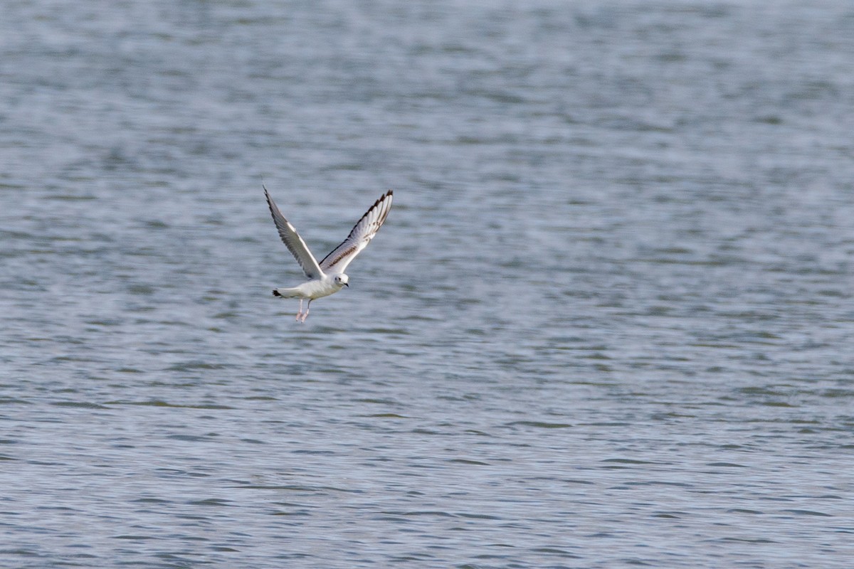 Bonaparte's Gull - ML272792361