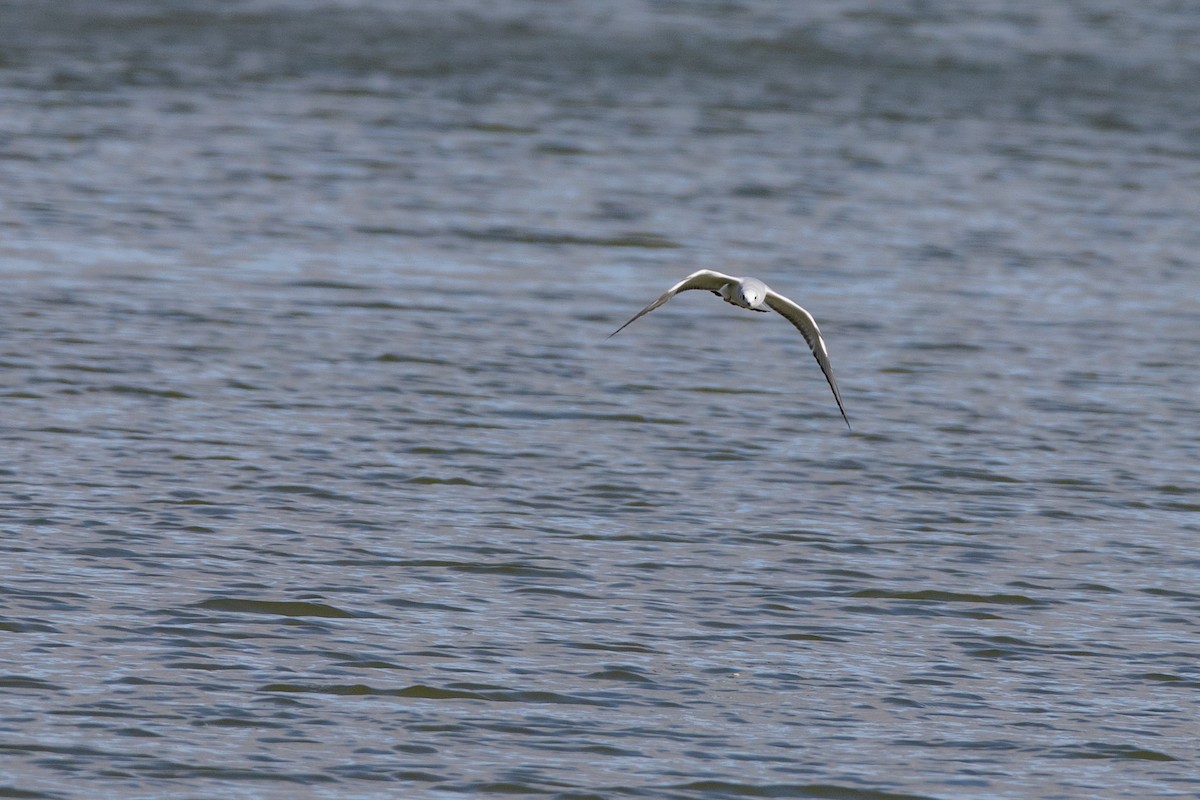 Bonaparte's Gull - ML272792421