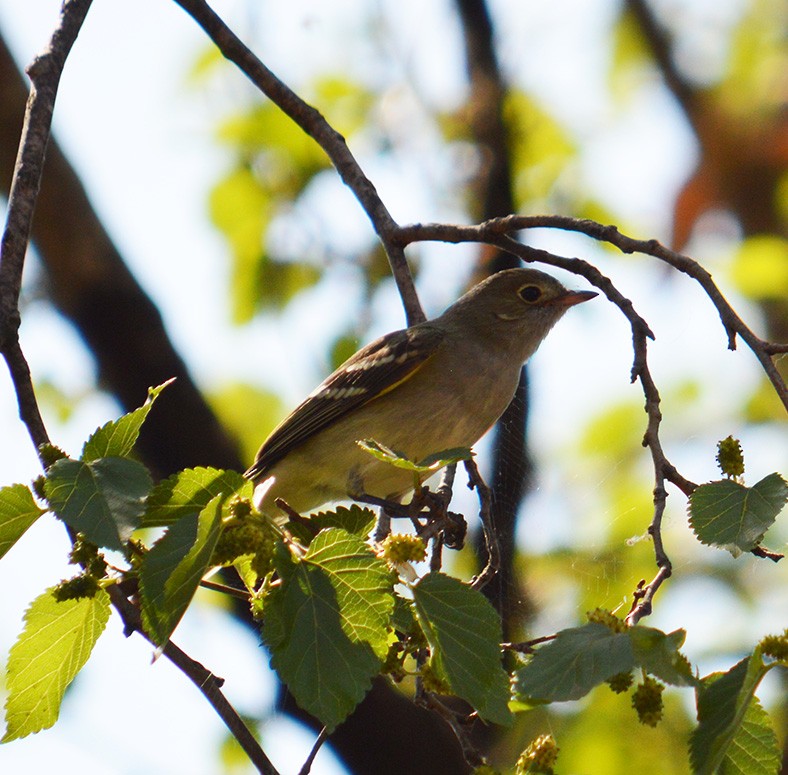 Small-billed Elaenia - ML272792611