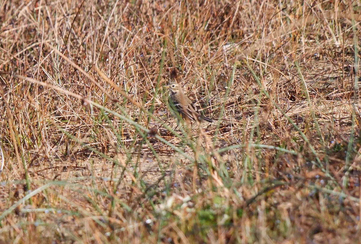 American Pipit - ML272793471