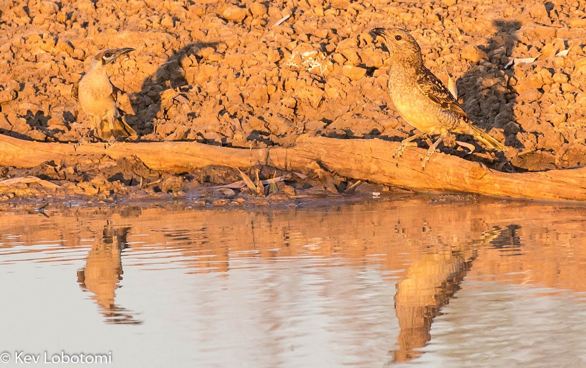 Little Friarbird - ML272795651