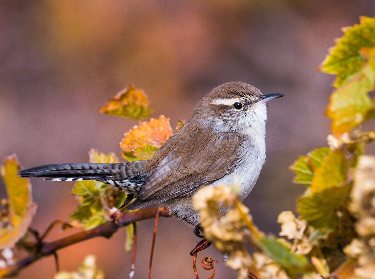 Bewick's Wren - ML272796111