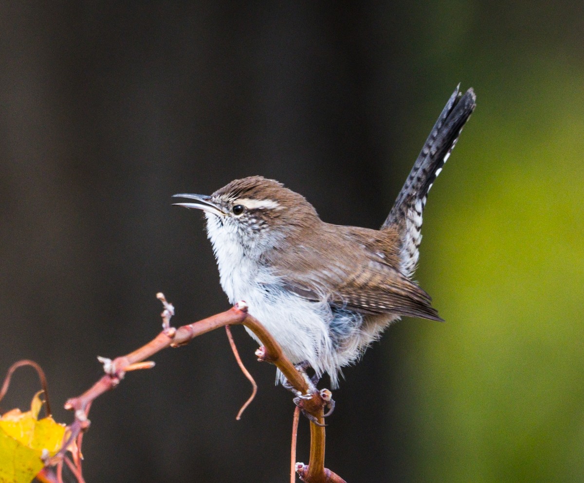 Bewick's Wren - ML272796311