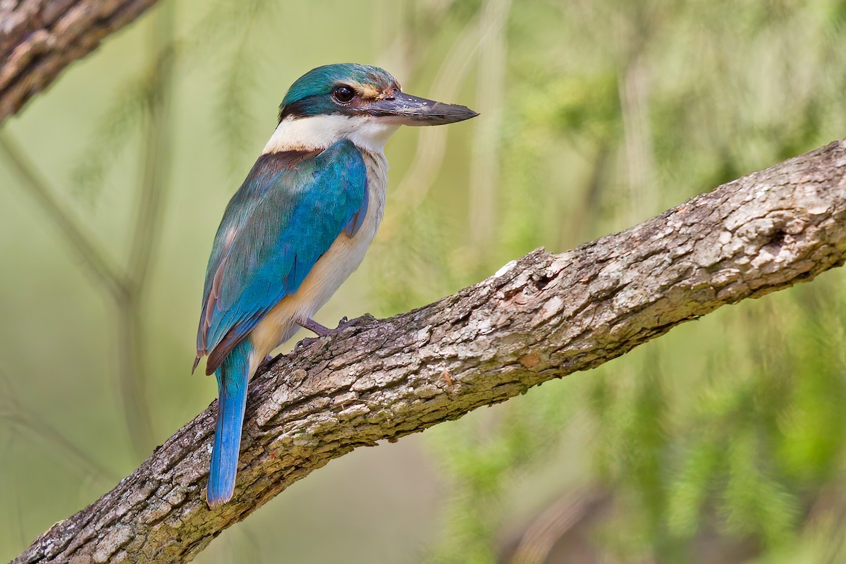 Sacred Kingfisher - ML272797091