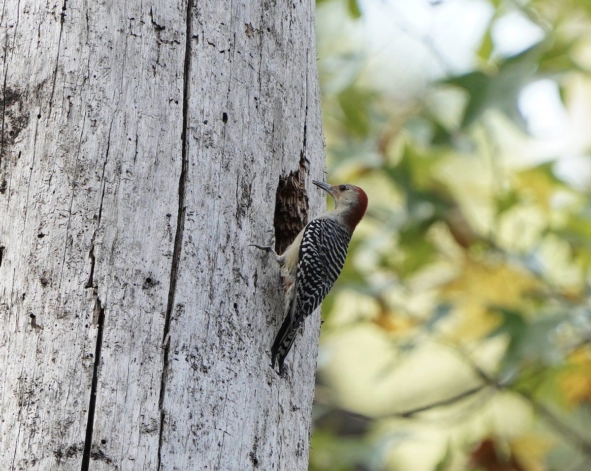 Red-bellied Woodpecker - Richard H