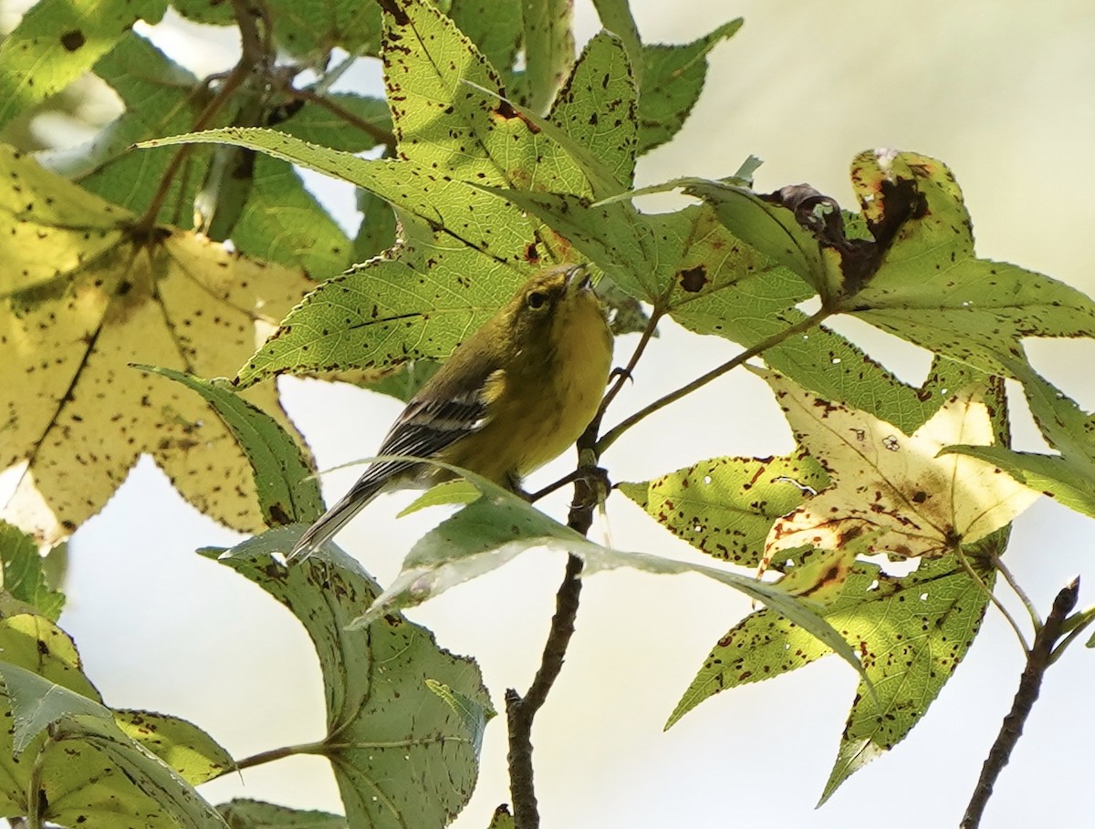 Pine Warbler - Richard H