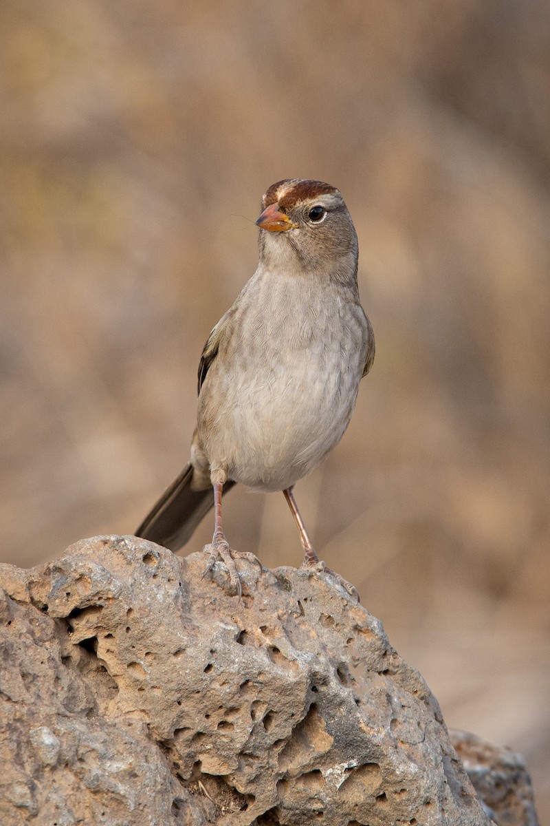 White-crowned Sparrow - Glenn Cantor