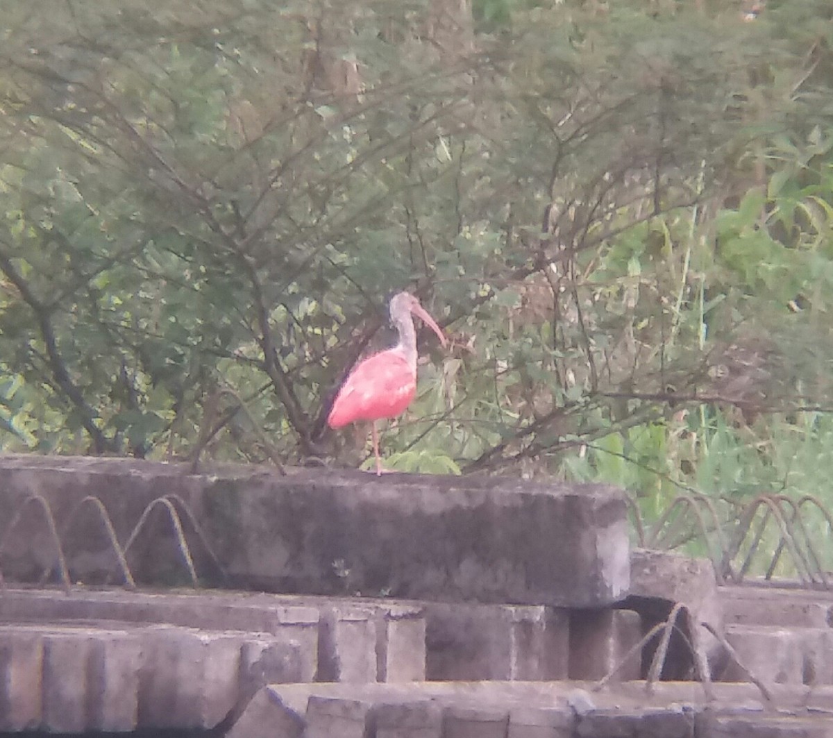 Scarlet Ibis - ML272800481