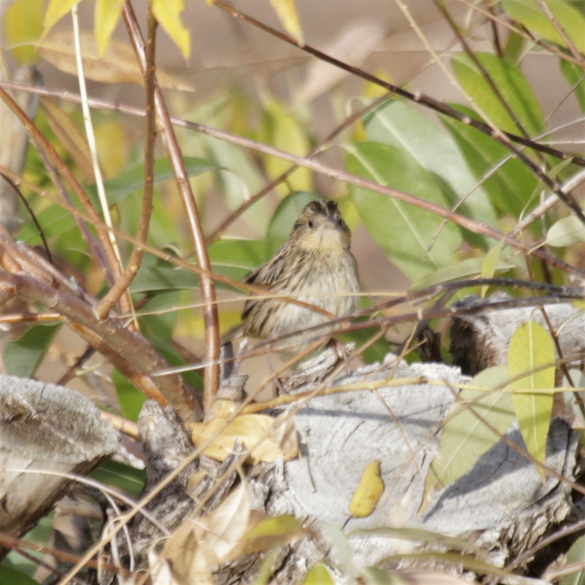 Grasshopper Sparrow - ML272801331