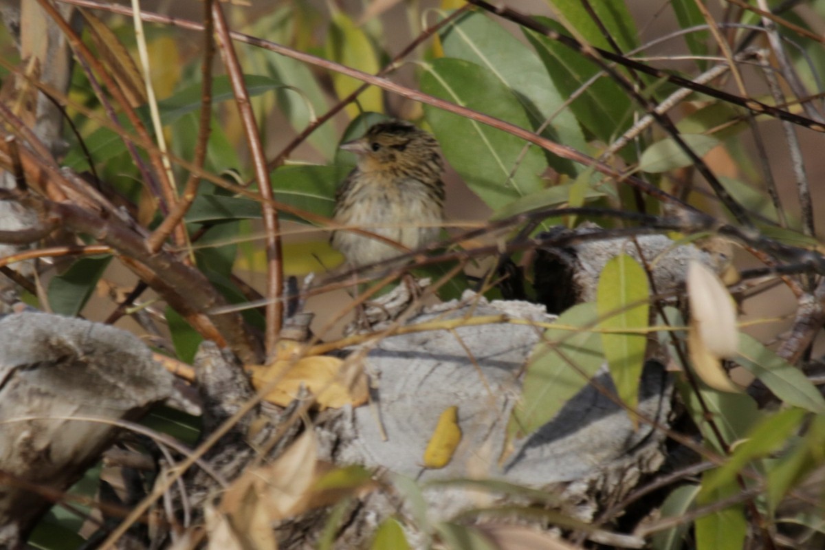 Grasshopper Sparrow - ML272801341