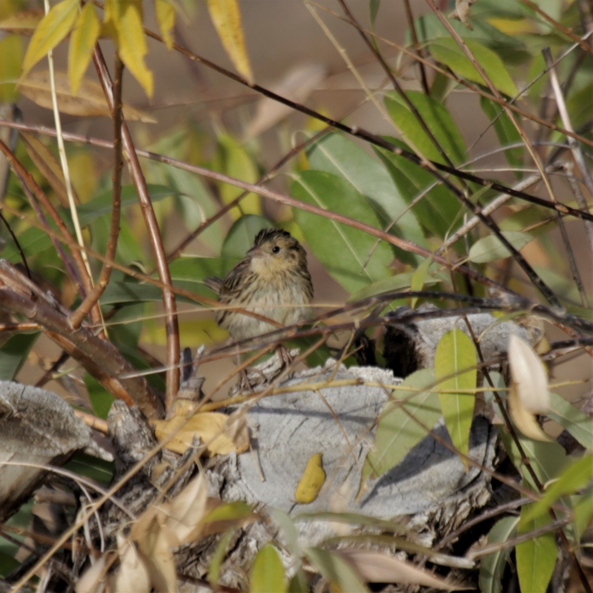 Grasshopper Sparrow - ML272801361