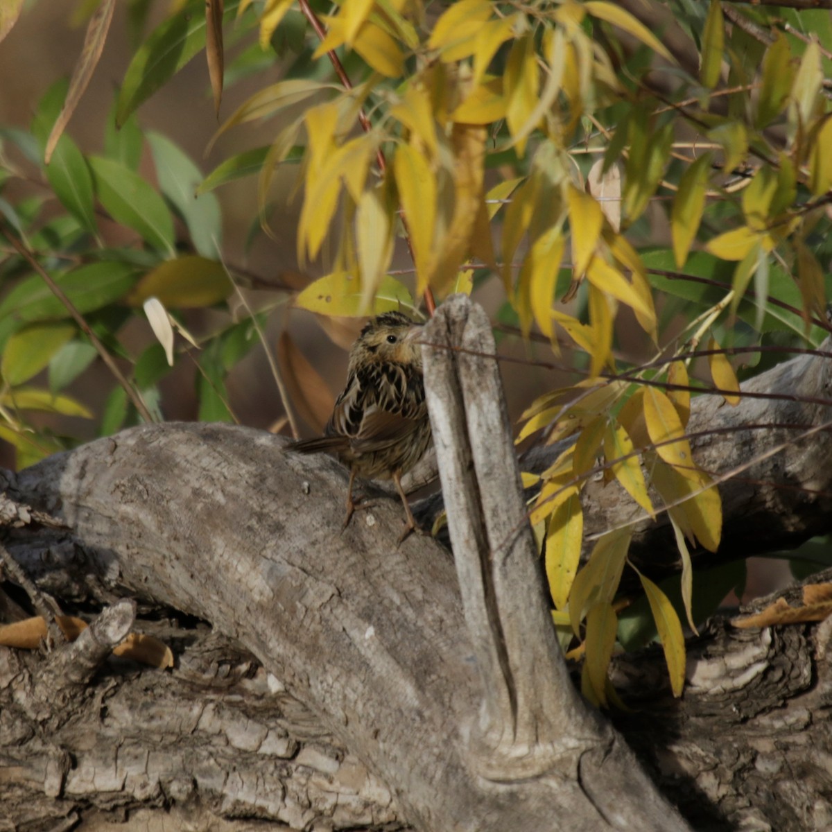 Grasshopper Sparrow - ML272801371