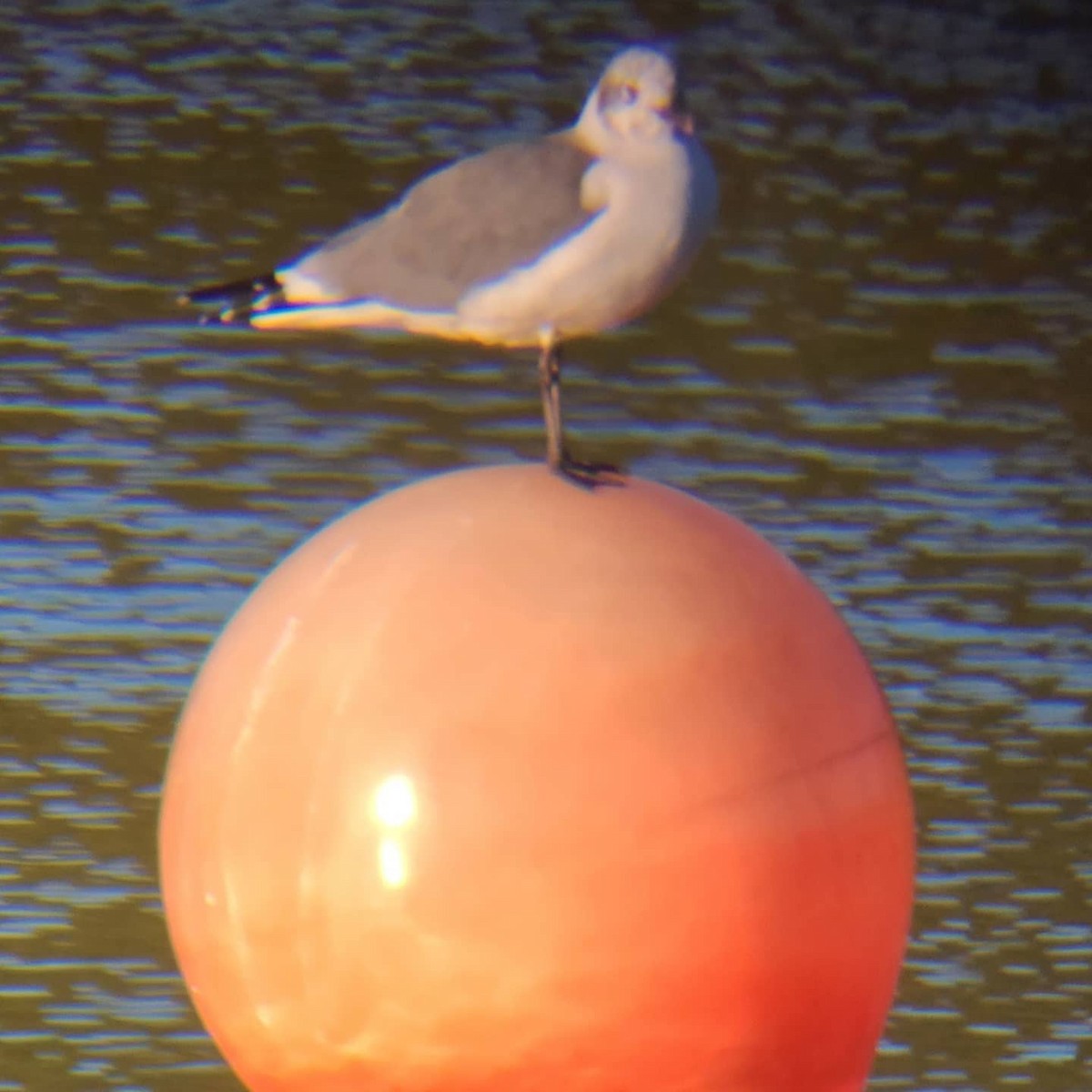 Laughing Gull - ML272802571