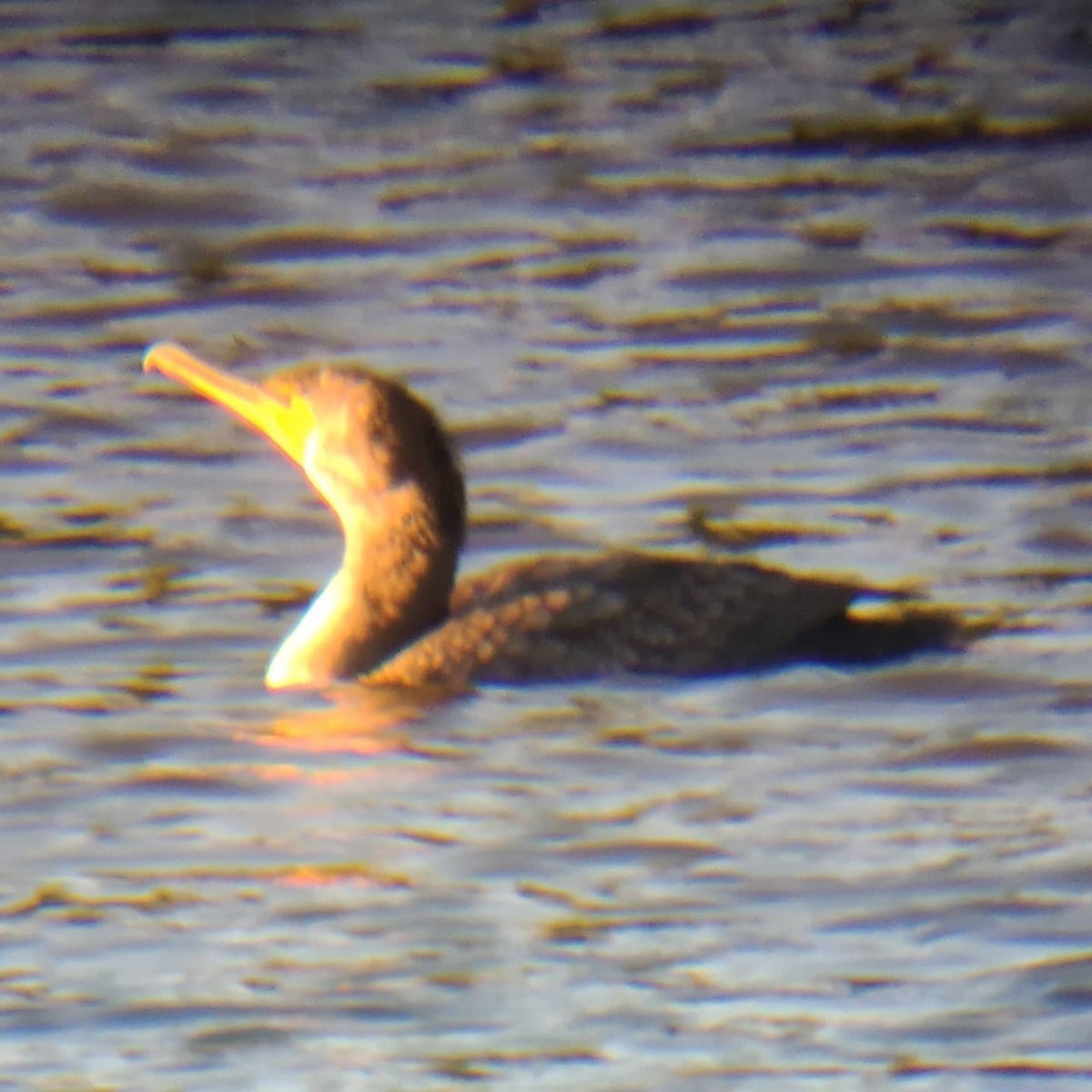 Double-crested Cormorant - ML272802661