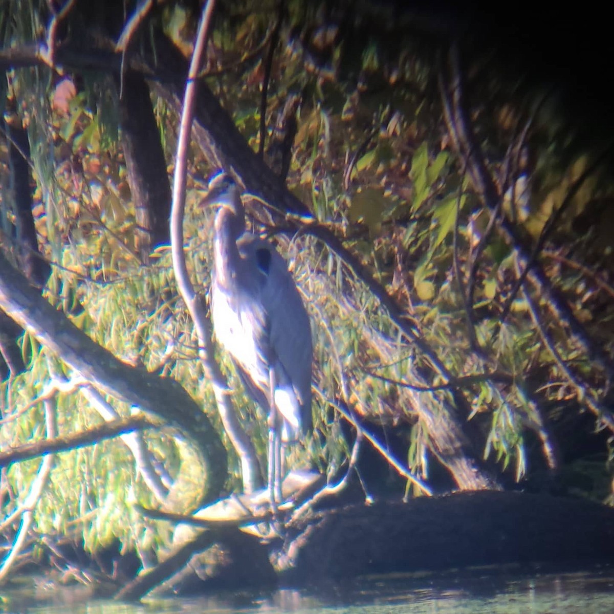 Great Blue Heron - ML272802721