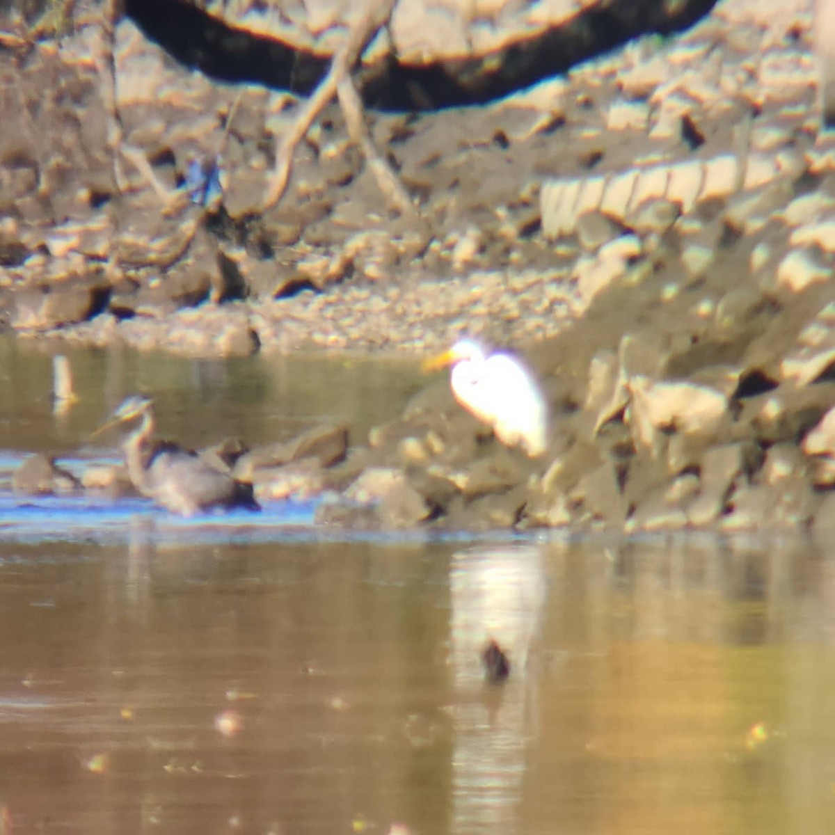 Great Egret - ML272803071