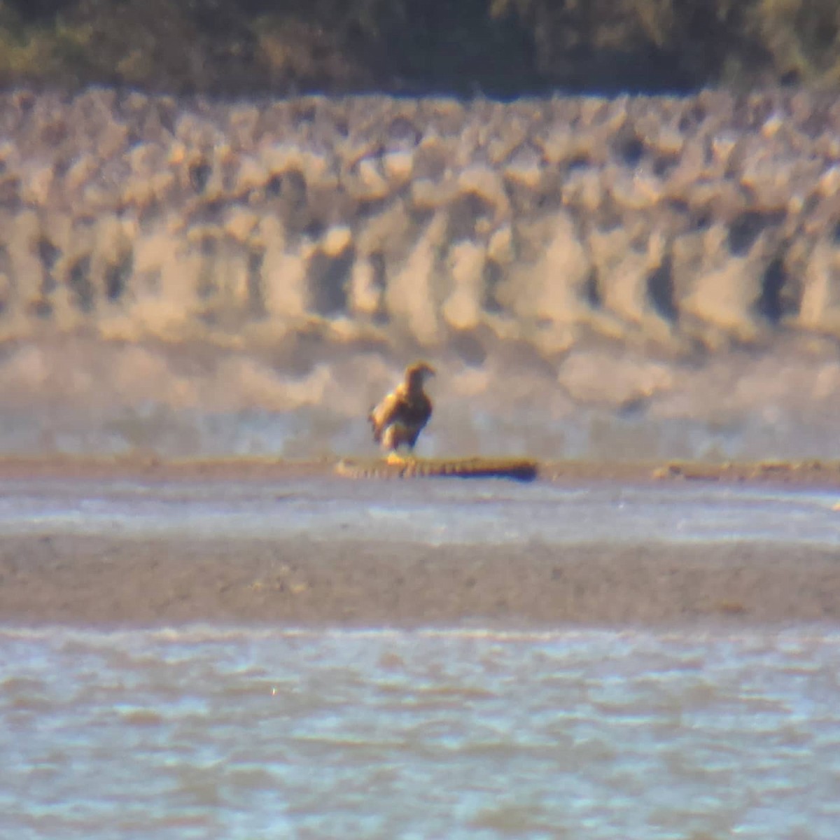 Bald Eagle - ML272803201