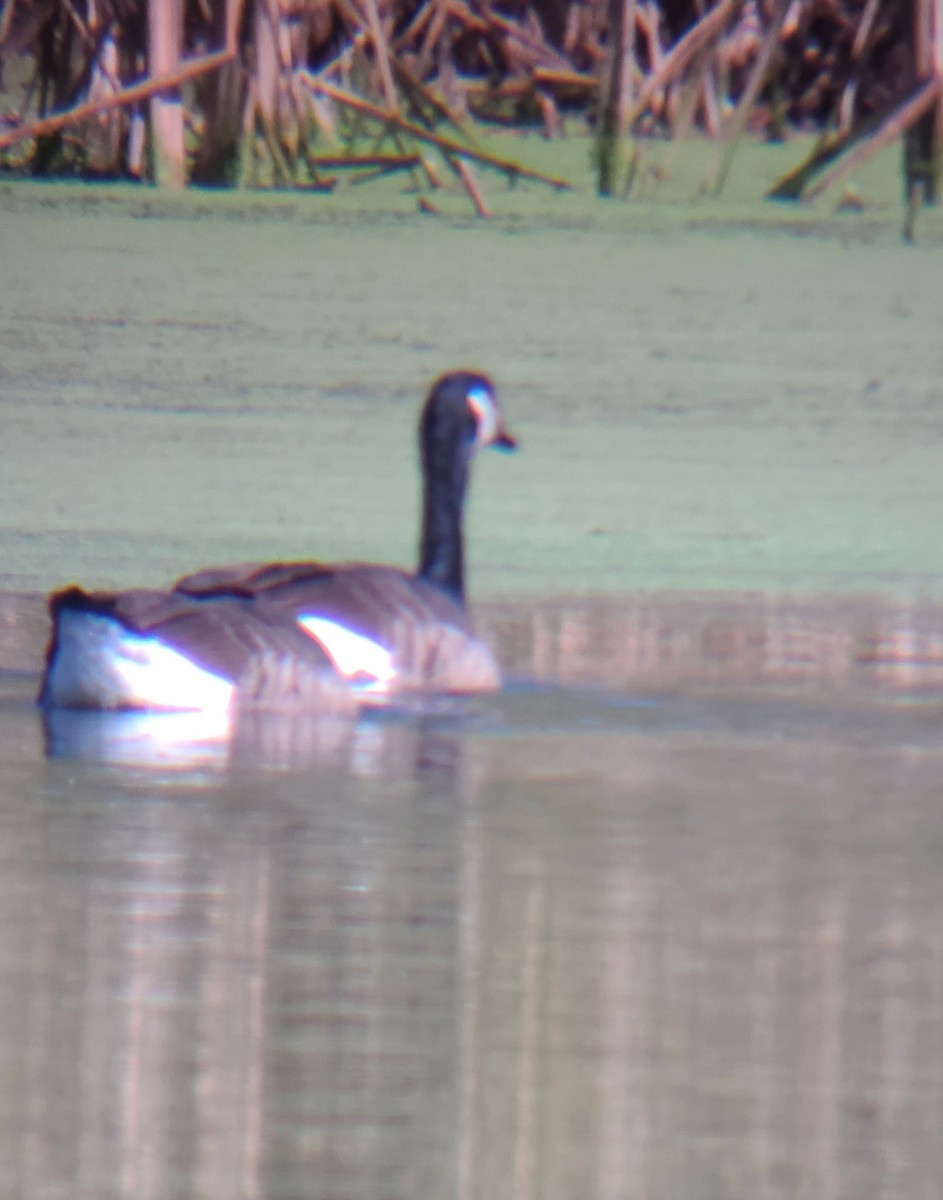 Canada Goose - ML272803411