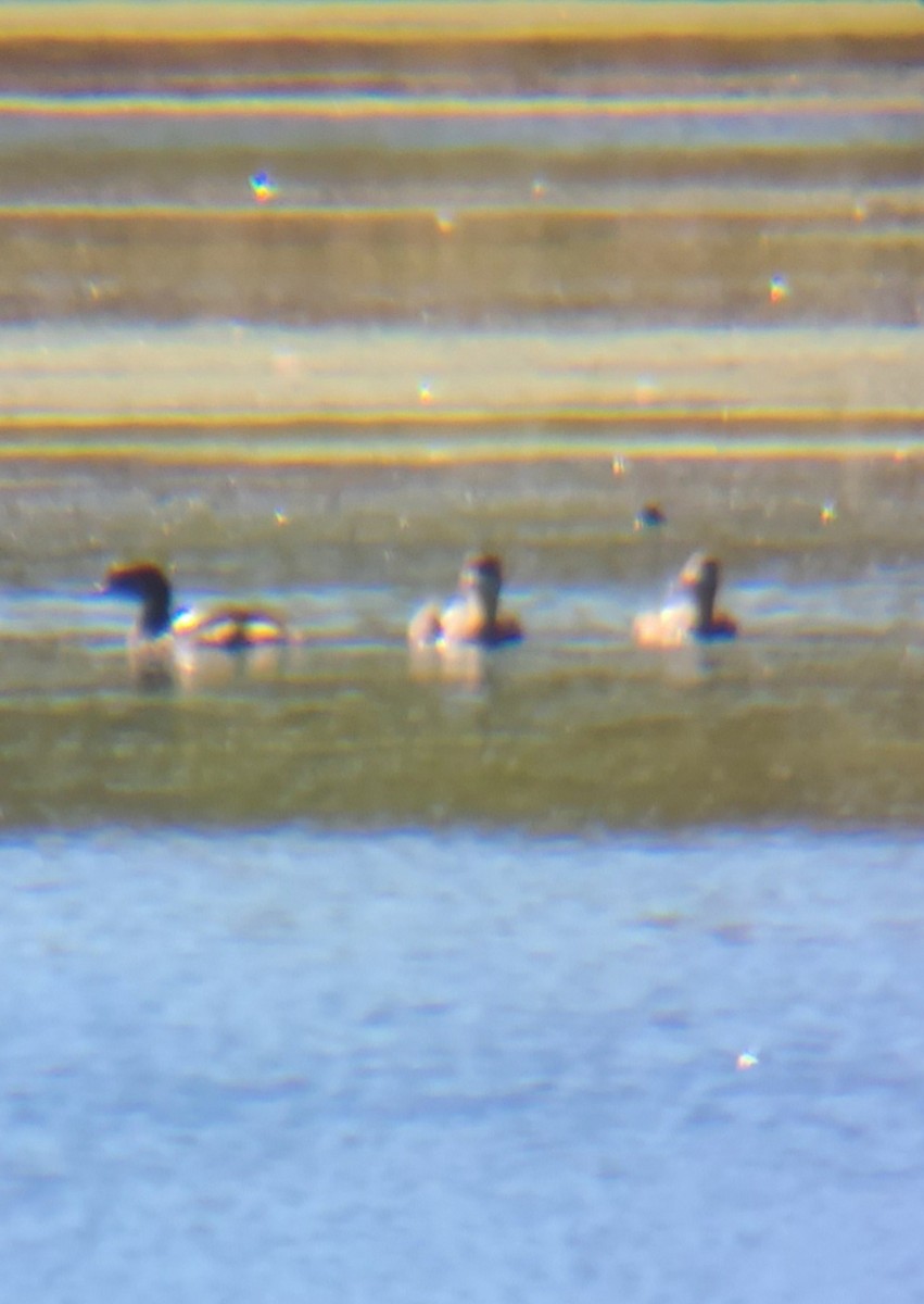 Pied-billed Grebe - ML272803691