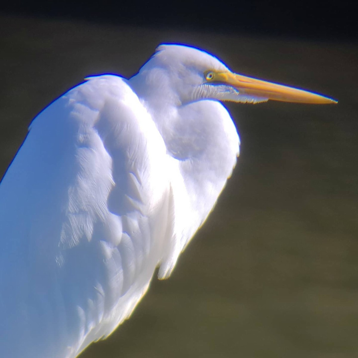Great Egret - ML272803731
