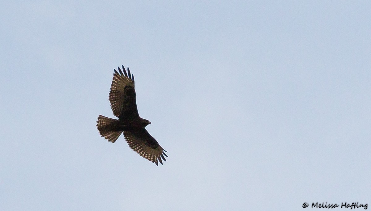 Red-tailed Hawk (Harlan's) - ML272803761