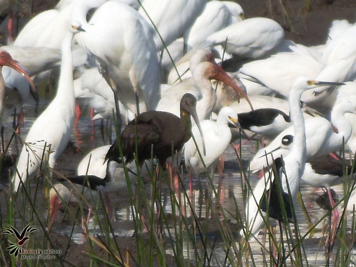 White-faced Ibis - ML27280411