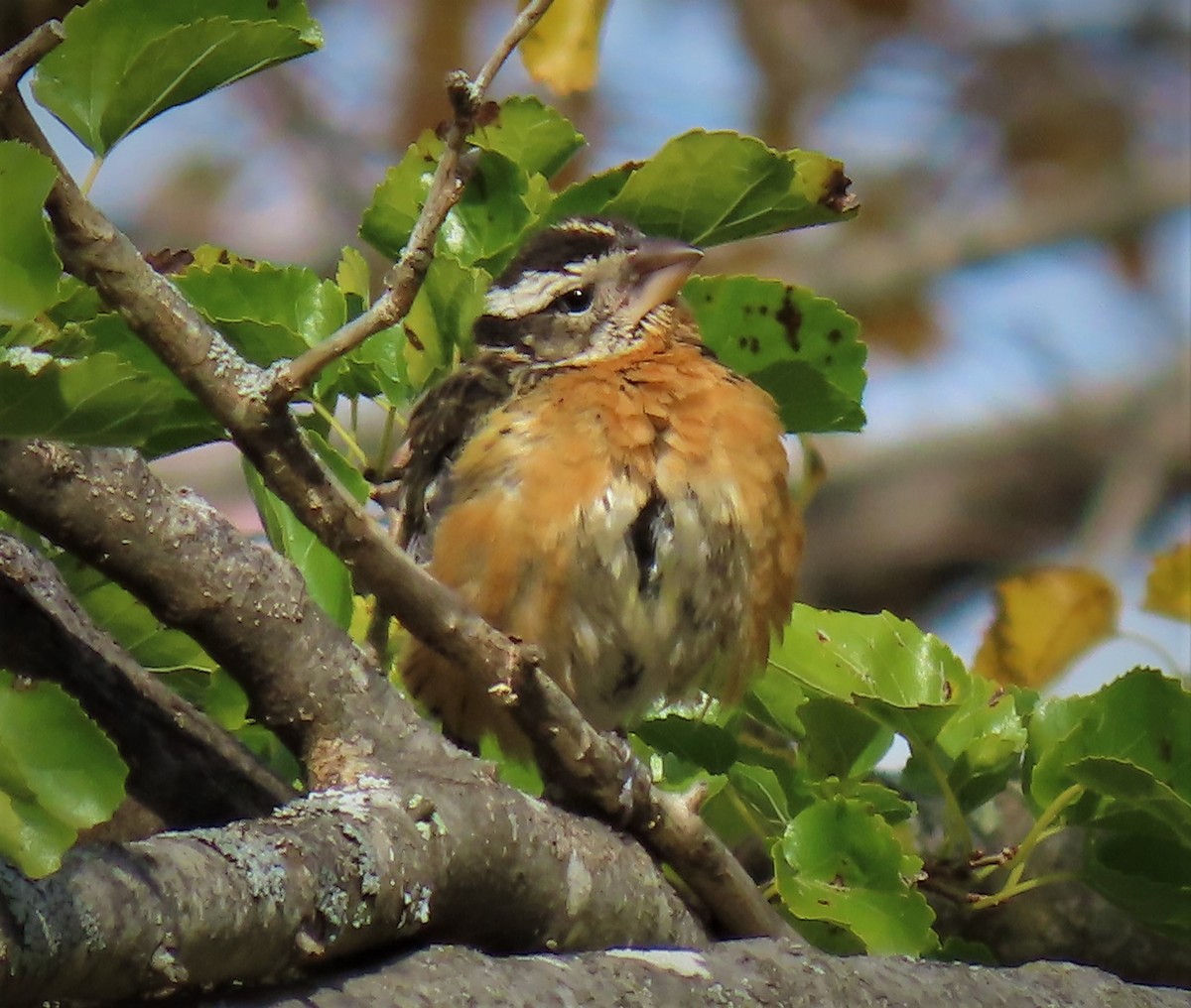 Black-headed Grosbeak - ML272805141