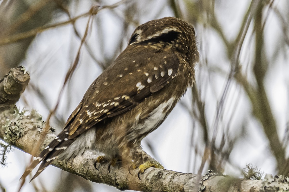 Ferruginous Pygmy-Owl - ML272805341