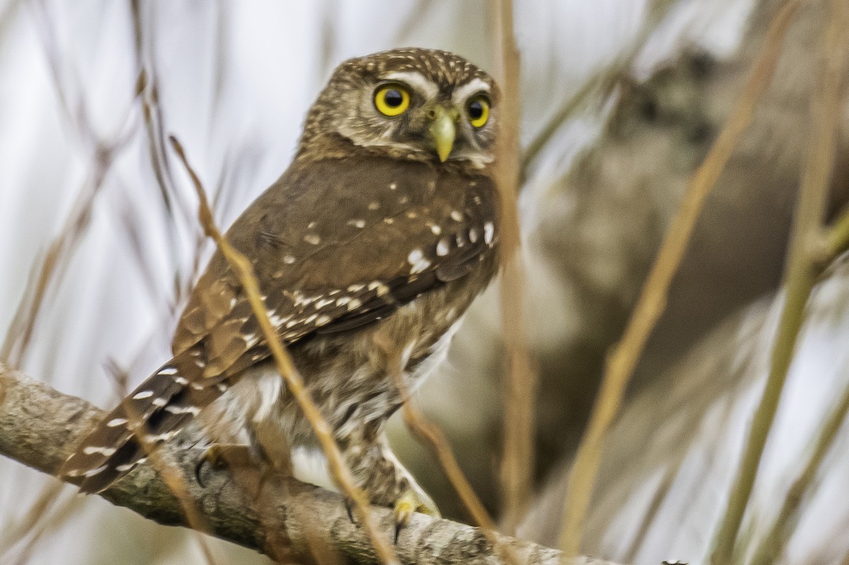 Ferruginous Pygmy-Owl - ML272805351