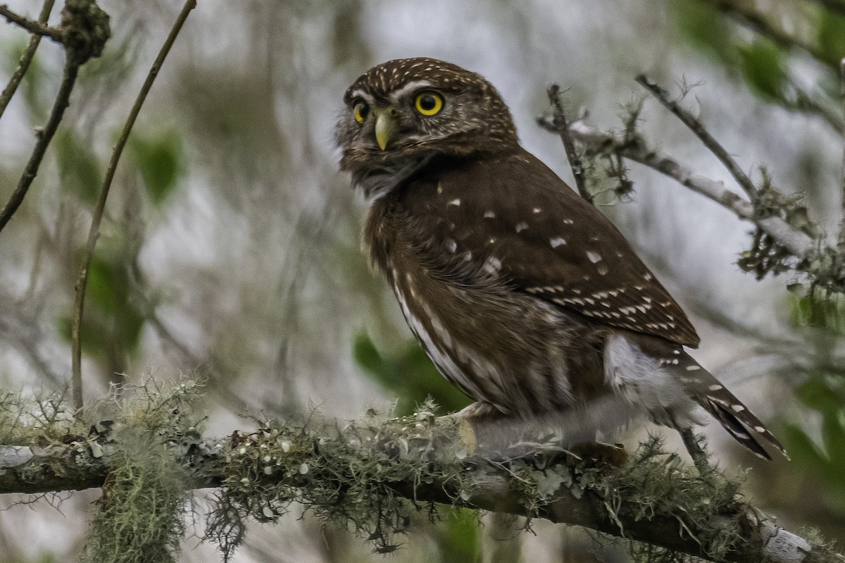 Ferruginous Pygmy-Owl - ML272805371