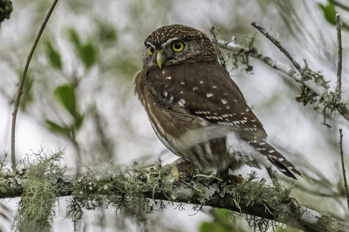 Ferruginous Pygmy-Owl - ML272805391