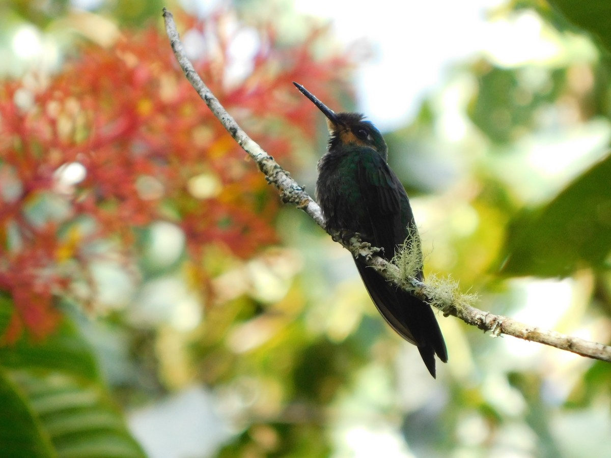 kolibřík subtropický - ML272805681
